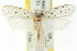  ( - CCDB-15734-C02)  @11 [ ] CreativeCommons - Attribution (2011) ANIC/CBG Photography Group Centre for Biodiversity Genomics