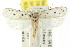 ( - CCDB-15734-C04)  @11 [ ] CreativeCommons - Attribution (2011) ANIC/CBG Photography Group Centre for Biodiversity Genomics