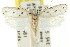  ( - CCDB-15734-C05)  @11 [ ] CreativeCommons - Attribution (2011) ANIC/CBG Photography Group Centre for Biodiversity Genomics