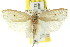  ( - CCDB-15734-C08)  @11 [ ] CreativeCommons - Attribution (2011) ANIC/CBG Photography Group Centre for Biodiversity Genomics