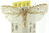 ( - CCDB-15734-C10)  @11 [ ] CreativeCommons - Attribution (2011) ANIC/CBG Photography Group Centre for Biodiversity Genomics