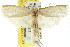  ( - CCDB-15734-D01)  @11 [ ] CreativeCommons - Attribution (2011) ANIC/CBG Photography Group Centre for Biodiversity Genomics