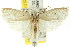  ( - CCDB-15734-D02)  @11 [ ] CreativeCommons - Attribution (2011) ANIC/CBG Photography Group Centre for Biodiversity Genomics