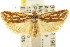  ( - CCDB-15734-F07)  @15 [ ] CreativeCommons - Attribution (2011) ANIC/CBG Photography Group Centre for Biodiversity Genomics