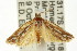  ( - CCDB-15734-F09)  @13 [ ] CreativeCommons - Attribution (2011) ANIC/CBG Photography Group Centre for Biodiversity Genomics
