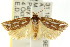  ( - CCDB-15734-F10)  @14 [ ] CreativeCommons - Attribution (2011) ANIC/CBG Photography Group Centre for Biodiversity Genomics