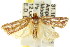  ( - CCDB-15734-G01)  @14 [ ] CreativeCommons - Attribution (2011) ANIC/CBG Photography Group Centre for Biodiversity Genomics