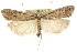  (Hypnonmeuta viduata - CCDB-15734-G04)  @11 [ ] CreativeCommons - Attribution (2011) ANIC/CBG Photography Group Centre for Biodiversity Genomics