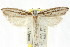  ( - CCDB-15734-H05)  @11 [ ] CreativeCommons - Attribution (2011) ANIC/CBG Photography Group Centre for Biodiversity Genomics