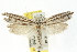  ( - CCDB-15734-H06)  @11 [ ] CreativeCommons - Attribution (2011) ANIC/CBG Photography Group Centre for Biodiversity Genomics