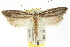  ( - CCDB-15734-H07)  @11 [ ] CreativeCommons - Attribution (2011) ANIC/CBG Photography Group Centre for Biodiversity Genomics