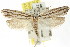  ( - CCDB-15734-H08)  @13 [ ] CreativeCommons - Attribution (2011) ANIC/CBG Photography Group Centre for Biodiversity Genomics
