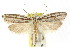  ( - CCDB-15734-H11)  @11 [ ] CreativeCommons - Attribution (2011) ANIC/CBG Photography Group Centre for Biodiversity Genomics