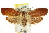  ( - CCDB-15735-A06)  @11 [ ] CreativeCommons - Attribution (2011) ANIC/CBG Photography Group Centre for Biodiversity Genomics