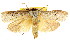  ( - CCDB-15735-B06)  @11 [ ] CreativeCommons - Attribution (2011) ANIC/CBG Photography Group Centre for Biodiversity Genomics