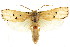  ( - CCDB-15735-C07)  @11 [ ] CreativeCommons - Attribution (2011) ANIC/CBG Photography Group Centre for Biodiversity Genomics