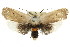  ( - CCDB-15735-E09)  @15 [ ] CreativeCommons - Attribution (2011) ANIC/CBG Photography Group Centre for Biodiversity Genomics