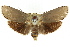  ( - CCDB-15735-E12)  @11 [ ] CreativeCommons - Attribution (2011) ANIC/CBG Photography Group Centre for Biodiversity Genomics