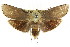  ( - CCDB-15735-F01)  @11 [ ] CreativeCommons - Attribution (2011) ANIC/CBG Photography Group Centre for Biodiversity Genomics