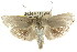  ( - CCDB-15735-G02)  @13 [ ] CreativeCommons - Attribution (2011) ANIC/CBG Photography Group Centre for Biodiversity Genomics