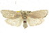  ( - CCDB-15735-G05)  @11 [ ] CreativeCommons - Attribution (2011) ANIC/CBG Photography Group Centre for Biodiversity Genomics