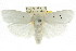  ( - CCDB-15736-A04)  @13 [ ] CreativeCommons - Attribution (2011) ANIC/CBG Photography Group Centre for Biodiversity Genomics