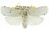  ( - CCDB-15736-A06)  @15 [ ] CreativeCommons - Attribution (2011) ANIC/CBG Photography Group Centre for Biodiversity Genomics