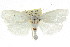  ( - CCDB-15736-A08)  @13 [ ] CreativeCommons - Attribution (2011) ANIC/CBG Photography Group Centre for Biodiversity Genomics