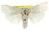  ( - CCDB-15736-A10)  @14 [ ] CreativeCommons - Attribution (2011) ANIC/CBG Photography Group Centre for Biodiversity Genomics