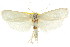  ( - CCDB-15736-C04)  @11 [ ] CreativeCommons - Attribution (2011) ANIC/CBG Photography Group Centre for Biodiversity Genomics