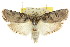  ( - CCDB-15736-D06)  @15 [ ] CreativeCommons - Attribution (2011) ANIC/CBG Photography Group Centre for Biodiversity Genomics