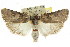  ( - CCDB-15736-D08)  @15 [ ] CreativeCommons - Attribution (2011) ANIC/CBG Photography Group Centre for Biodiversity Genomics