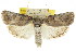  ( - CCDB-15736-D09)  @15 [ ] CreativeCommons - Attribution (2011) ANIC/CBG Photography Group Centre for Biodiversity Genomics