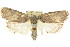  ( - CCDB-15736-D10)  @14 [ ] CreativeCommons - Attribution (2011) ANIC/CBG Photography Group Centre for Biodiversity Genomics