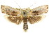  ( - CCDB-15736-F03)  @11 [ ] CreativeCommons - Attribution (2011) ANIC/CBG Photography Group Centre for Biodiversity Genomics