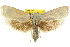  ( - CCDB-15736-G03)  @14 [ ] CreativeCommons - Attribution (2011) ANIC/CBG Photography Group Centre for Biodiversity Genomics
