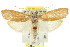  ( - CCDB-15737-B09)  @13 [ ] CreativeCommons - Attribution (2011) ANIC/CBG Photography Group Centre for Biodiversity Genomics