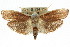  ( - CCDB-15737-B11)  @13 [ ] CreativeCommons - Attribution (2011) ANIC/CBG Photography Group Centre for Biodiversity Genomics