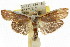  ( - CCDB-15737-B12)  @12 [ ] CreativeCommons - Attribution (2011) ANIC/CBG Photography Group Centre for Biodiversity Genomics
