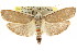  ( - CCDB-15737-C05)  @15 [ ] CreativeCommons - Attribution (2011) ANIC/CBG Photography Group Centre for Biodiversity Genomics