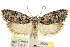  ( - CCDB-15737-D06)  @11 [ ] CreativeCommons - Attribution (2011) ANIC/CBG Photography Group Centre for Biodiversity Genomics