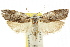  ( - CCDB-15737-D07)  @11 [ ] CreativeCommons - Attribution (2011) ANIC/CBG Photography Group Centre for Biodiversity Genomics