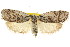  ( - CCDB-15737-D08)  @11 [ ] CreativeCommons - Attribution (2011) ANIC/CBG Photography Group Centre for Biodiversity Genomics