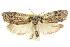  ( - CCDB-15737-D09)  @11 [ ] CreativeCommons - Attribution (2011) ANIC/CBG Photography Group Centre for Biodiversity Genomics