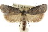  ( - CCDB-15737-E07)  @13 [ ] CreativeCommons - Attribution (2011) ANIC/CBG Photography Group Centre for Biodiversity Genomics