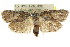  ( - CCDB-15737-F07)  @11 [ ] CreativeCommons - Attribution (2011) ANIC/CBG Photography Group Centre for Biodiversity Genomics