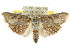  ( - CCDB-15737-F10)  @11 [ ] CreativeCommons - Attribution (2011) ANIC/CBG Photography Group Centre for Biodiversity Genomics