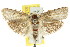  ( - CCDB-15737-F11)  @11 [ ] CreativeCommons - Attribution (2011) ANIC/CBG Photography Group Centre for Biodiversity Genomics
