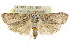  ( - CCDB-15737-F12)  @11 [ ] CreativeCommons - Attribution (2011) ANIC/CBG Photography Group Centre for Biodiversity Genomics