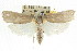  ( - CCDB-15737-G01)  @13 [ ] CreativeCommons - Attribution (2011) ANIC/CBG Photography Group Centre for Biodiversity Genomics